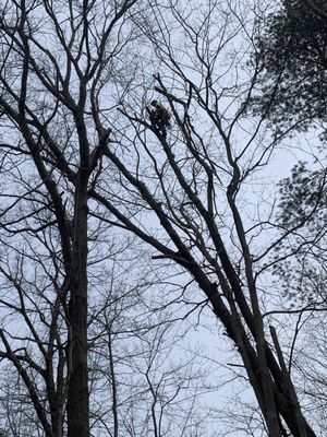 Uprooted tree leaning into another. Can't get equipment close enough and safe. Hand climbed and rigged down