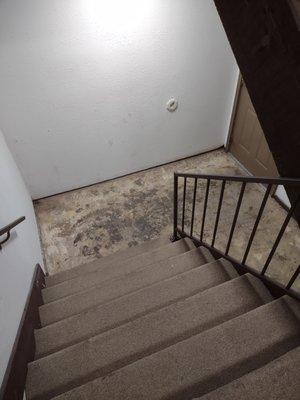 Missing carpet in stairwell. Possible black mold?