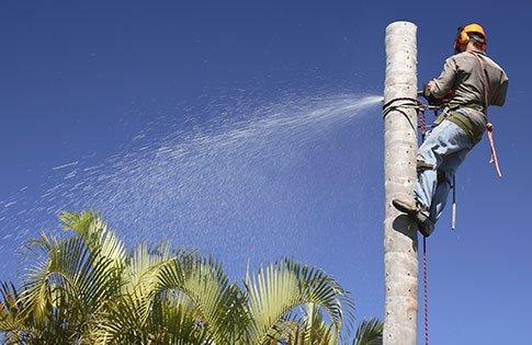 Tree Service Palm Beach