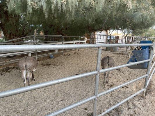 Petting zoo area hand wash area available