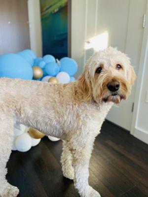 Baci & the balloon arch after our party!