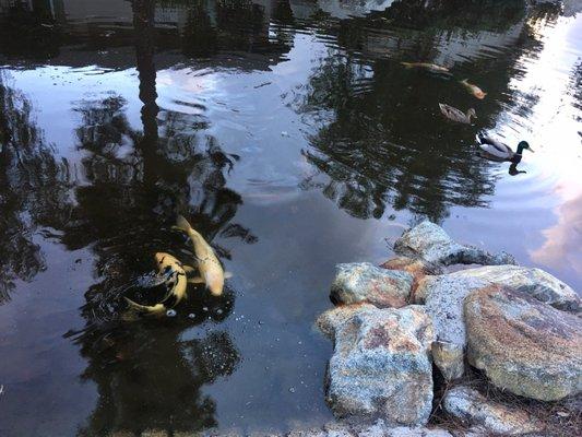 Lovely koi and ducks