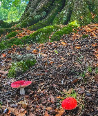 Mushrooms all over the cemetery