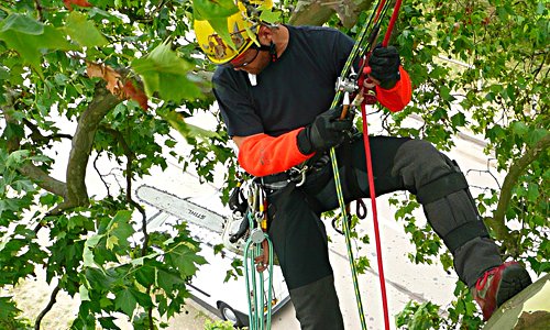 Tree Removal Service