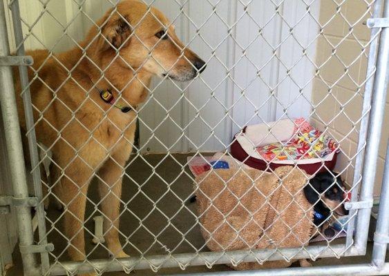 Indoor kennel area