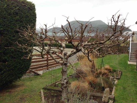 Fruit Tree Pruning