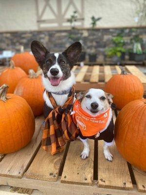 Posing in front of the Tractor Supply store before their bath.