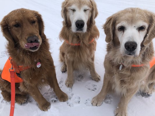 Opal, Teddy, Tori