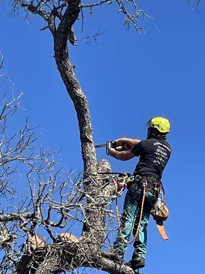 Simple Leaf Tree Care