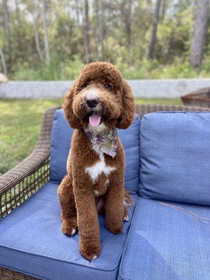 Cooper after his grooming appointment