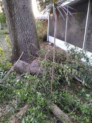 Plants crushed completely. Bird bath destroyed.