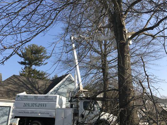 tree trimming in Milford