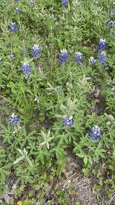 Close up of the bluebonnets