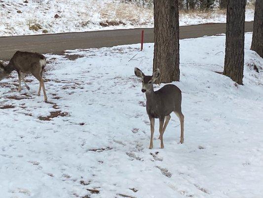 The elk after a light morning snow