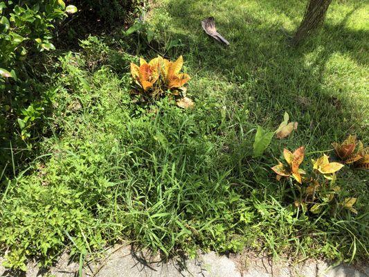 Pull weeds. Add 2 Crotons and some mulch