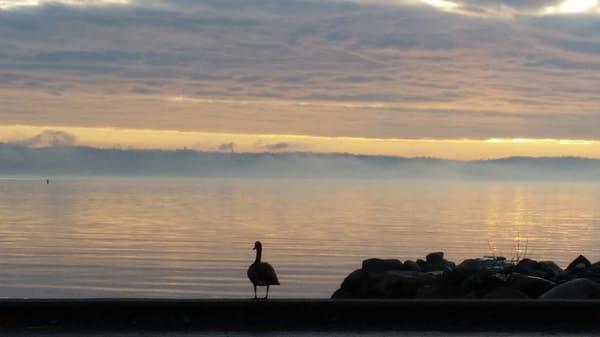 Hudson Valley Wild Goose Chasers