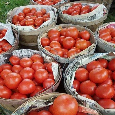 Tomatoes!! We LOVE tomatoes!!