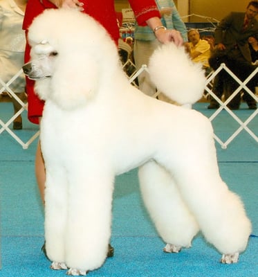 Reese Standard Poodle