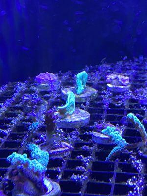 Small portion of coral tanks