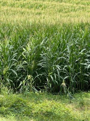 Connecticut cornfields in full force!  Doing It Local!