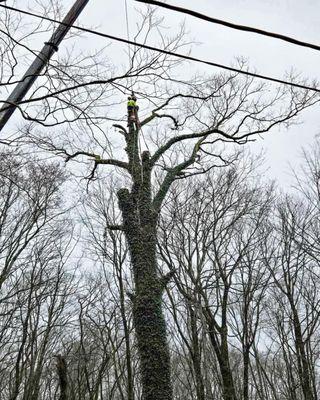 Smitty’s Tree Service LLC