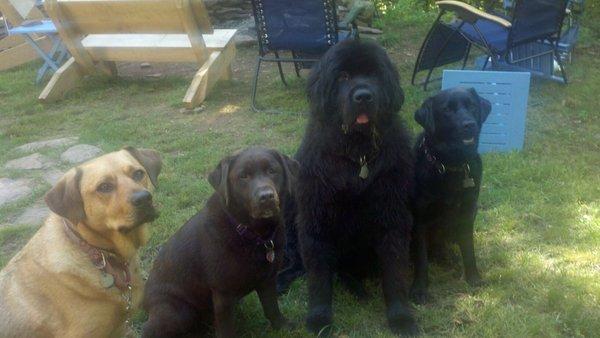 Four Happy Dogs!!