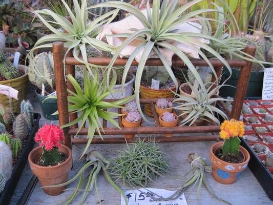 Air Plants