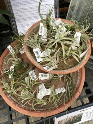 Airplants