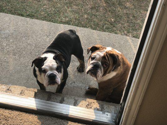 Sweetie Pie and Calico - loyal patients