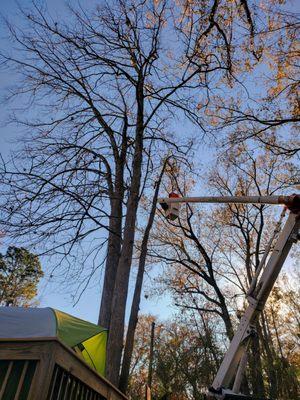 This tree dangerously hung over our house and the roots were digging up our sewer lines so it had to go.