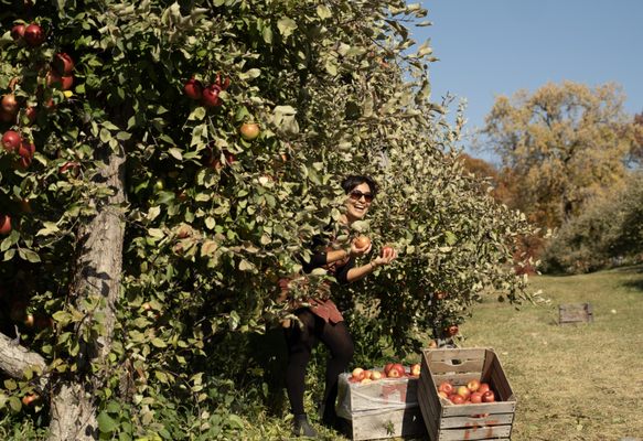 Pine Tree Apple Orchards Inc