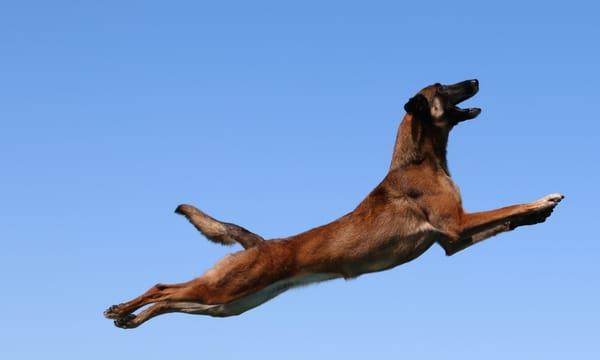 Flying Dogs!