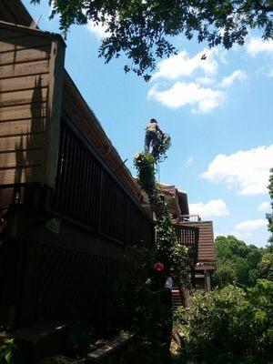 Rangel Tree Removal