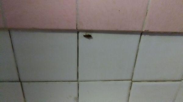 cockroach over tub