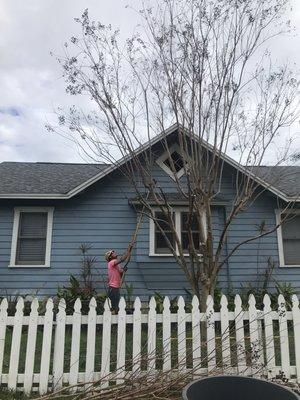 Crepe myrtle structural pruning.