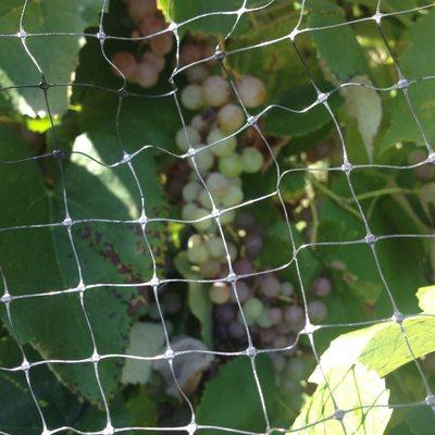 Grapes behind netting to keep the critters away