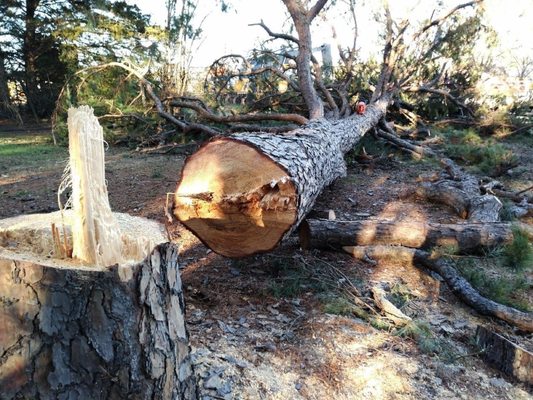 Large tree removal