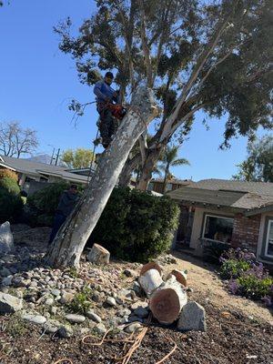 Tree Removal 
   Cut Down & Poisoned