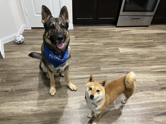 German Shepherd and Shiba Inu after getting groomed.