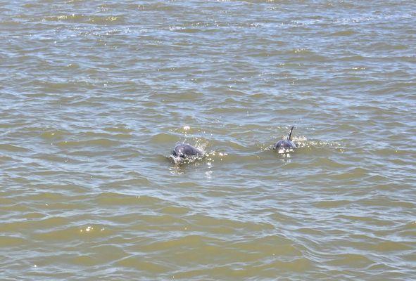 We saw SO many dolphins!