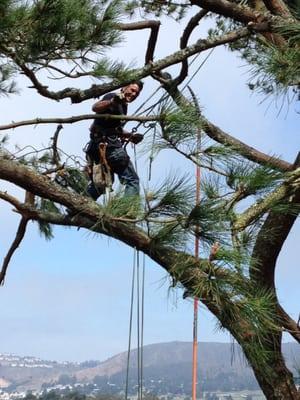 Robert Strain's Affordable Tree Care