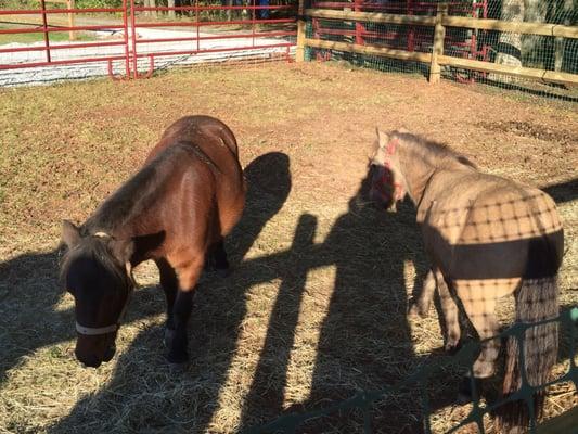 Barn animals