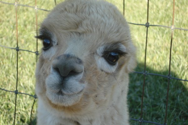 Shaftsbury Alpacas