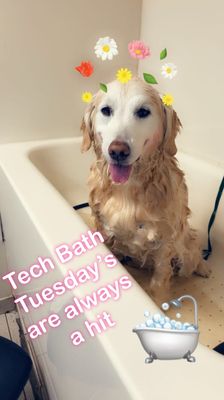 Tech bath Tuesday's are always a hit, including delicious scented oatmeal and aloe shampoo, nail trim, brushing, and blowout!