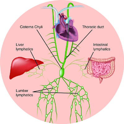 Umbilicus & Cisterna Chyli (UNC Acupuncture Clinic)