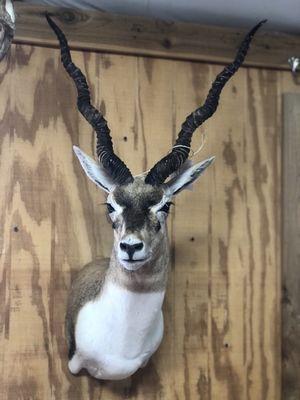 Blackbuck