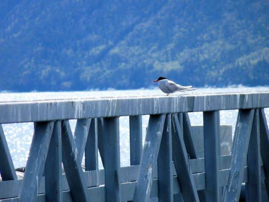 Artic Terns migrate from Antartic every summer!