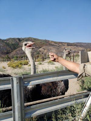 Quail Run Ranch