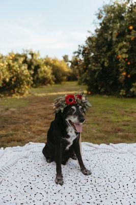 Coordinate ribbon to the flowers in the floral crown