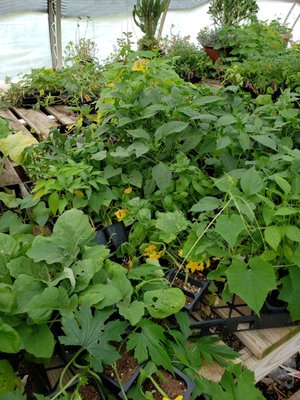 They also have asian veggies starters, and herbs. I got indian bitter melon and some thai basil.